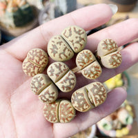 Rare Succulents - Lithops Dorotheae Single heads