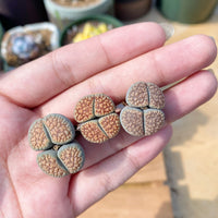 Rare Succulents - Lithops Verruculosa double heads (0.8”)