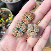 Rare Succulents - Lithops Verruculosa double heads (0.8”)