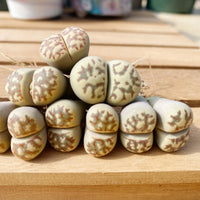 Rare Succulents - Lithops Dorotheae Single heads