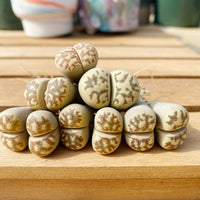Rare Succulents - Lithops Dorotheae Single heads