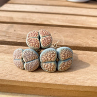 Rare Succulents - Lithops Verruculosa double heads (0.8”)