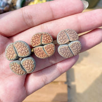 Rare Succulents - Lithops Verruculosa double heads (0.8”)
