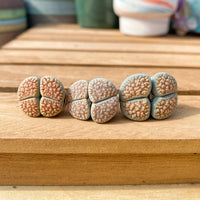 Rare Succulents - Lithops Verruculosa double heads (0.8”)