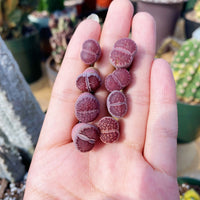 Rare Succulents - Lithops Salicola Sato’s Violet