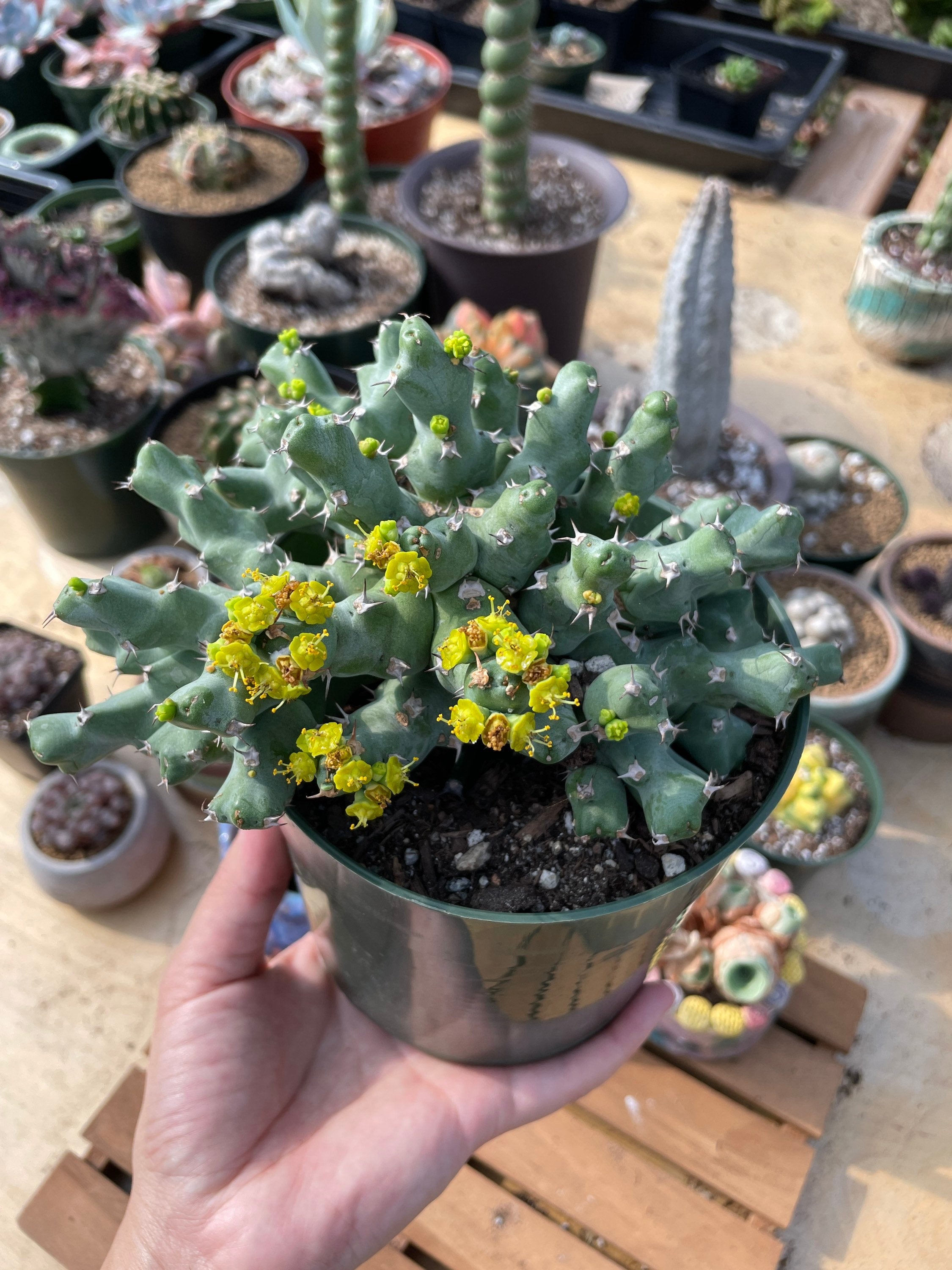 Fashion Euphorbia Clivicola