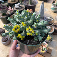 Rare Euphorbia - Euphorbia clivicola (5.5” pot)