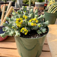 Rare Euphorbia - Euphorbia clivicola (5.5” pot)