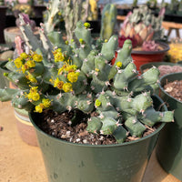 Rare Euphorbia - Euphorbia clivicola (5.5” pot)