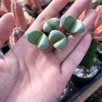 Rare Succulents - Argyroderma delaetii (0.5”-0.7”)