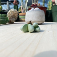 Rare Succulents - Argyroderma delaetii (0.5”-0.7”)
