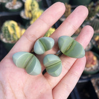 Rare Succulents - Argyroderma delaetii (0.5”-0.7”)