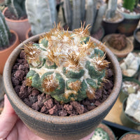 Rare Cactus - Coryphantha elephantidens thorn crested (4” pot)