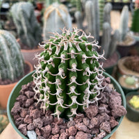 Rare Euphorbia - Euphorbia Columnaris (4”-5”)