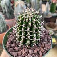 Rare Euphorbia - Euphorbia Columnaris (4”-5”)