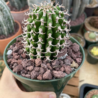 Rare Euphorbia - Euphorbia Columnaris (4”-5”)