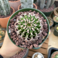 Rare Euphorbia - Euphorbia Columnaris (4”-5”)