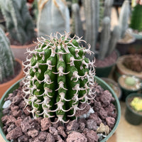 Rare Euphorbia - Euphorbia Columnaris (4”-5”)