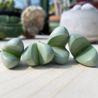 Rare Succulents - Argyroderma delaetii (0.5”-0.7”)