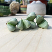 Rare Succulents - Argyroderma delaetii (0.5”-0.7”)