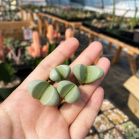 Rare Succulents - Argyroderma delaetii (0.5”-0.7”)