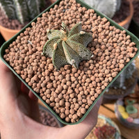 Rare Cactus - Astrophytum Capricorne (1.5”)