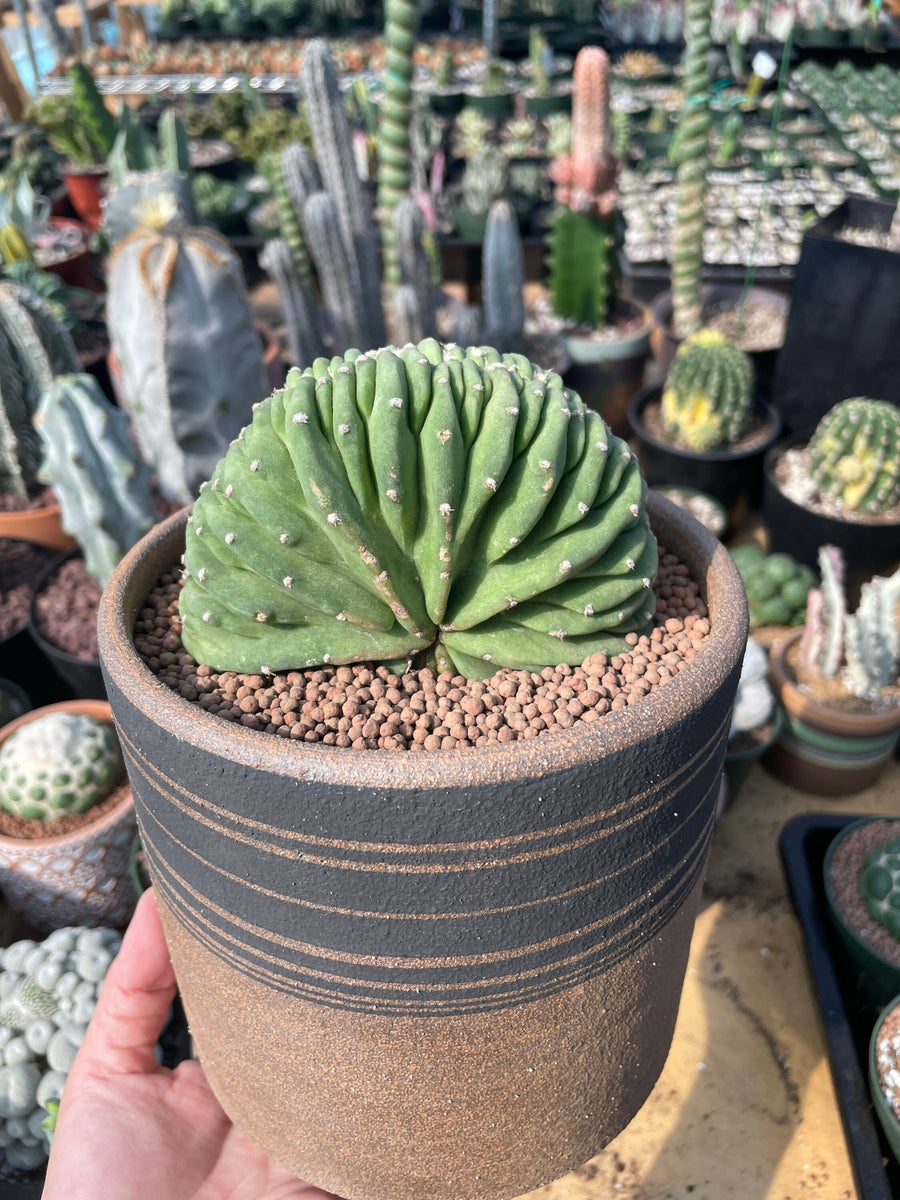 Rare Cactus - Echinopsis Eyriesii Crested/ 4”pot