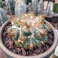 Rare Cactus - Coryphantha elephantidens thorn crested (4” pot)