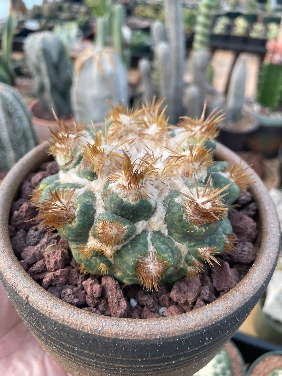 Rare Cactus - Coryphantha elephantidens thorn crested (4” pot)