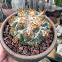 Rare Cactus - Coryphantha elephantidens thorn crested (4” pot)