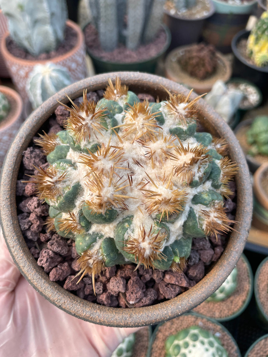 Rare Cactus - Coryphantha elephantidens thorn crested (4” pot)