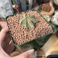 Rare Cactus - Astrophytum Capricorne (1.5”)