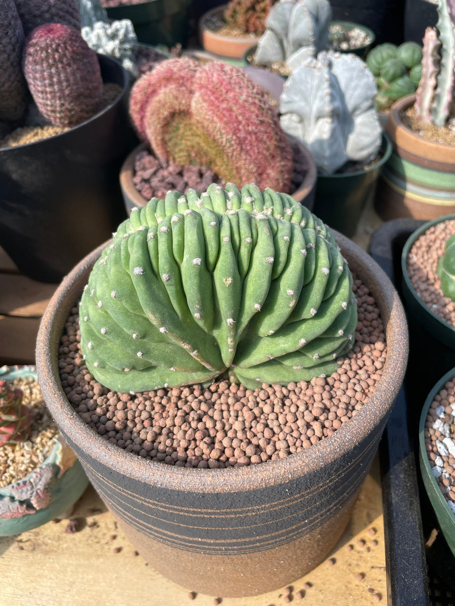 Rare Cactus - Echinopsis Eyriesii Crested/ 4”pot