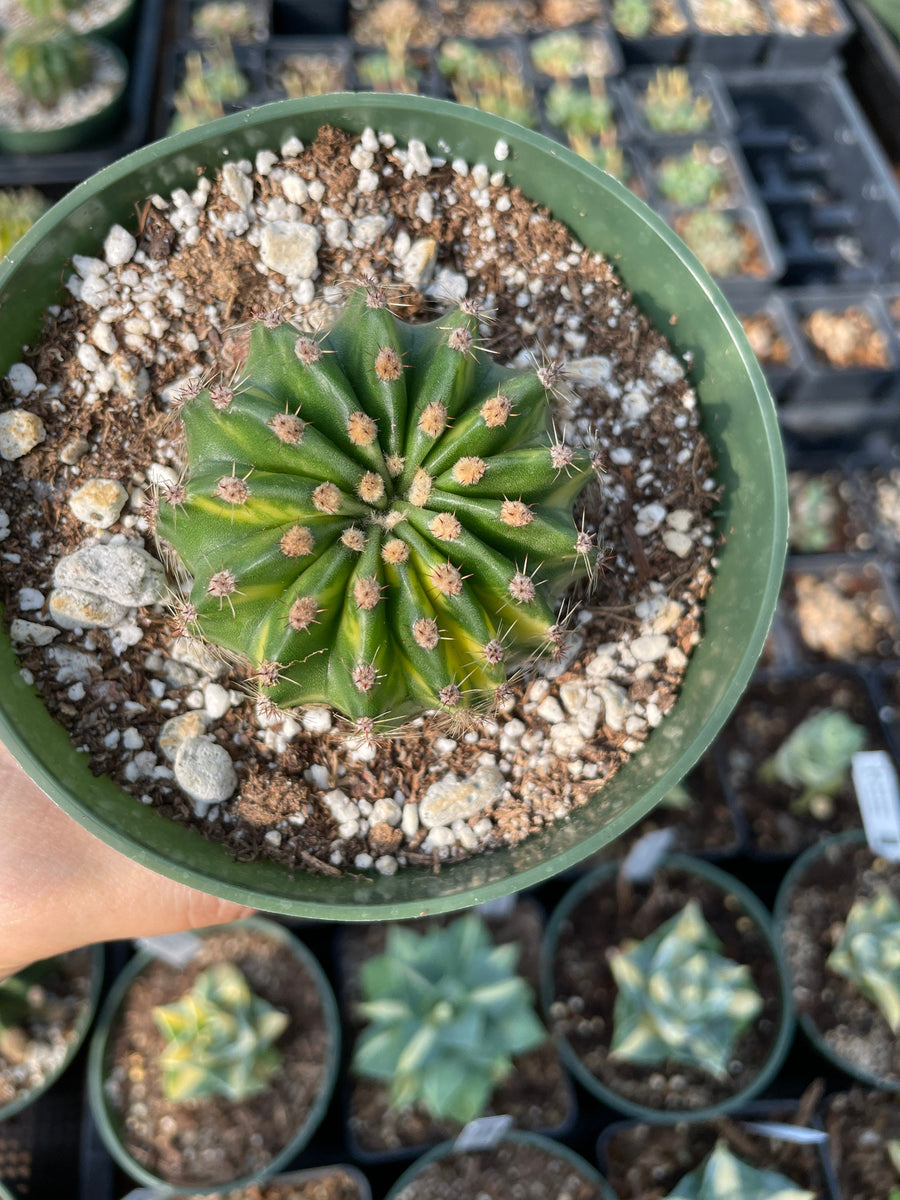 Rare Cactus - Echinopsis Eyriesii Variegata  small