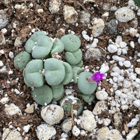 Rare Succulents - Conophytum Minutum small cluster (4” pot)