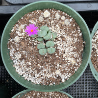 Rare Succulents - Conophytum Minutum small cluster (4” pot)