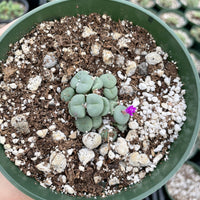 Rare Succulents - Conophytum Minutum small cluster (4” pot)