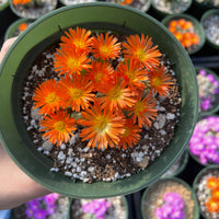 Rare Succulents - Conophytum Bilobum cluster (4” pot)