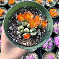 Rare Succulents - Conophytum Bilobum cluster (4” pot)