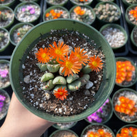 Rare Succulents - Conophytum Bilobum cluster (4” pot)