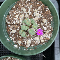 Rare Succulents - Conophytum Minutum small cluster (4” pot)