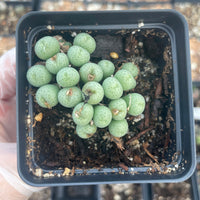 Rare Succulents - Conophytum truncatum brevitubum Sevenweekspoort