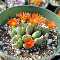 Rare Succulents - Conophytum Bilobum cluster (4” pot)