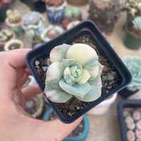 Rare Succulents - Echeveria Lovely Rose variegated