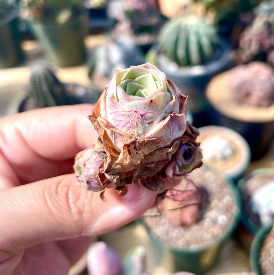 Rare Succulents - Greenovia Pink Pandora mini  (Pink in summer) /1pc