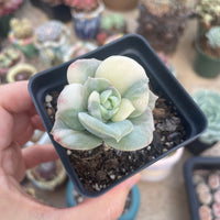 Rare Succulents - Echeveria Lovely Rose variegated
