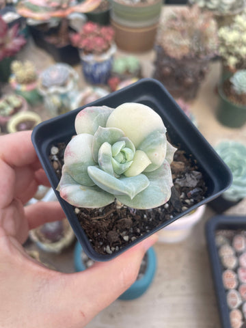 Rare Succulents - Echeveria Lovely Rose variegated