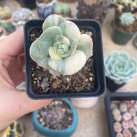 Rare Succulents - Echeveria Lovely Rose variegated