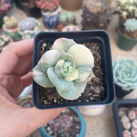 Rare Succulents - Echeveria Lovely Rose variegated