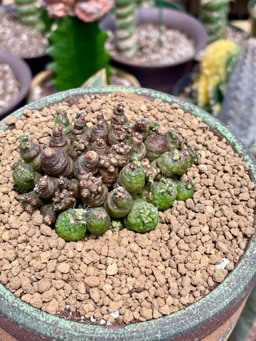 Rare Cactus - Mammillaria boscana cv. Fred (3”)